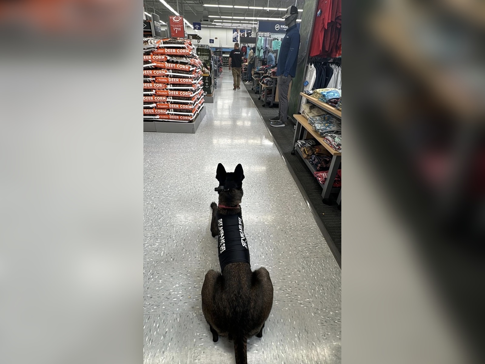 Belgian Malinois wearing a Sit Means Sit training vest holding a long-distance Down in a retail store aisle
