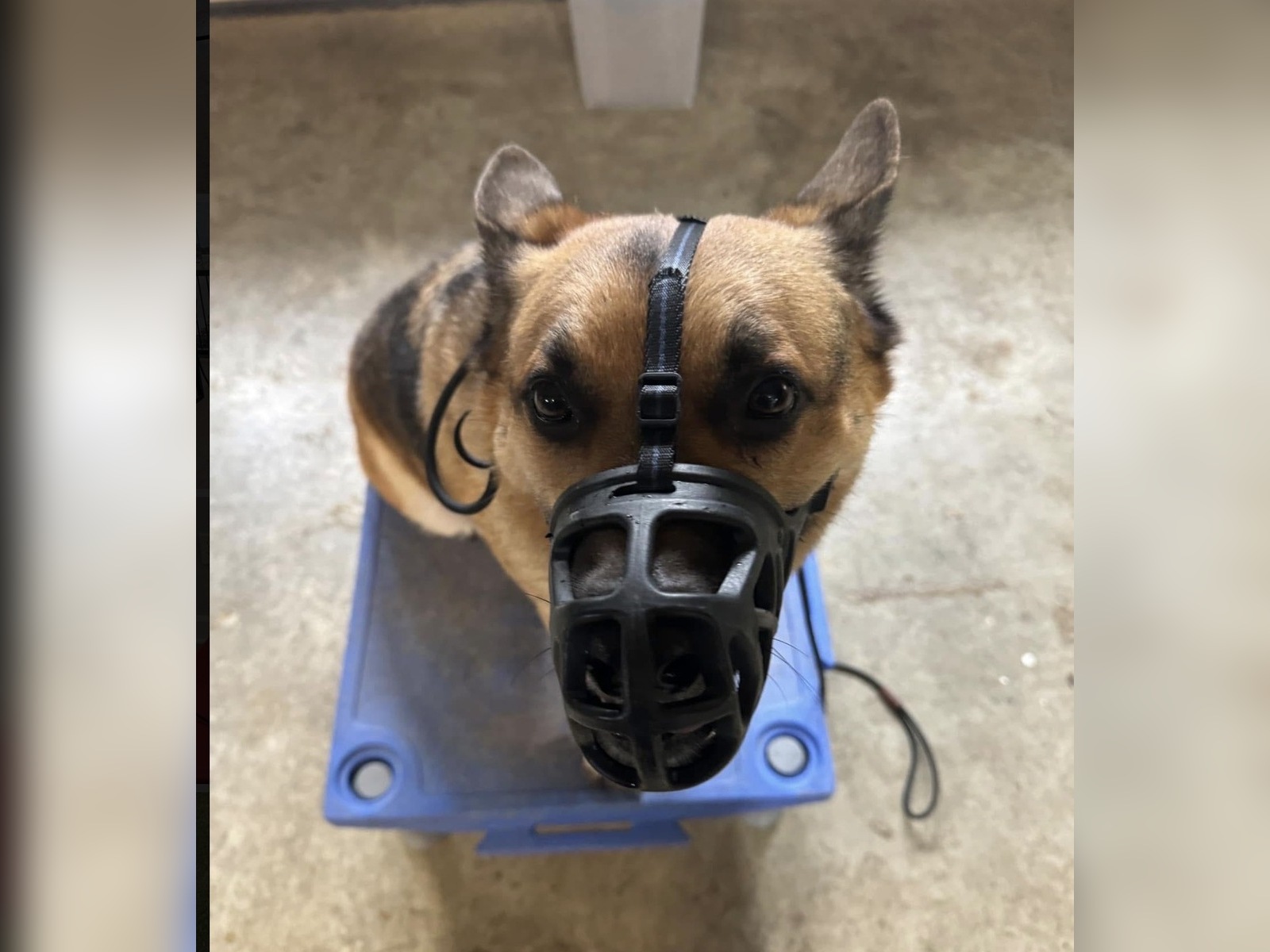 Calm Belgian Malinois wearing a basket muzzle while holding Place on a raised platform