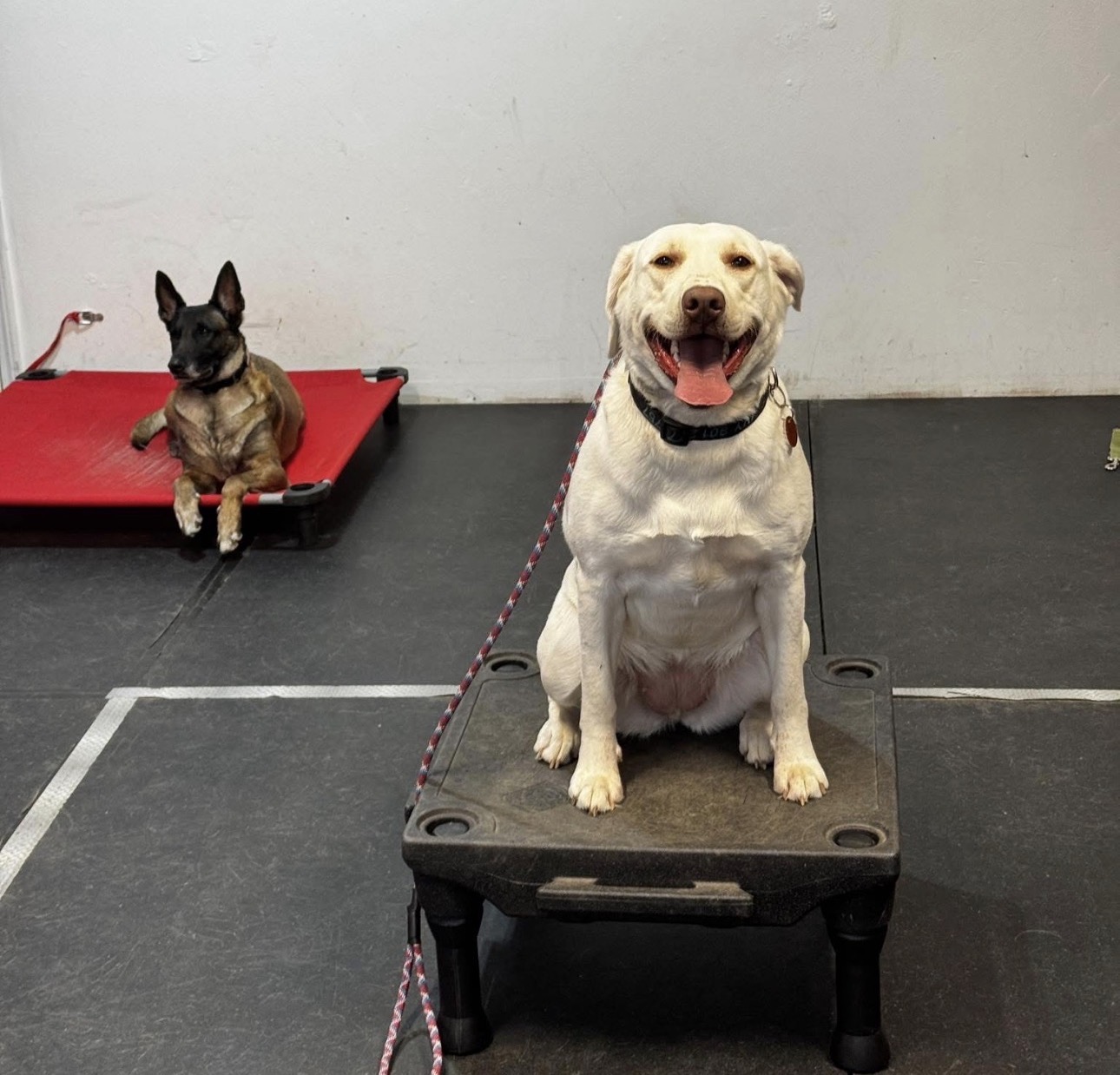 Yellow Labrador holding Place on a raised platform with a Belgian Malinois on Place in the background