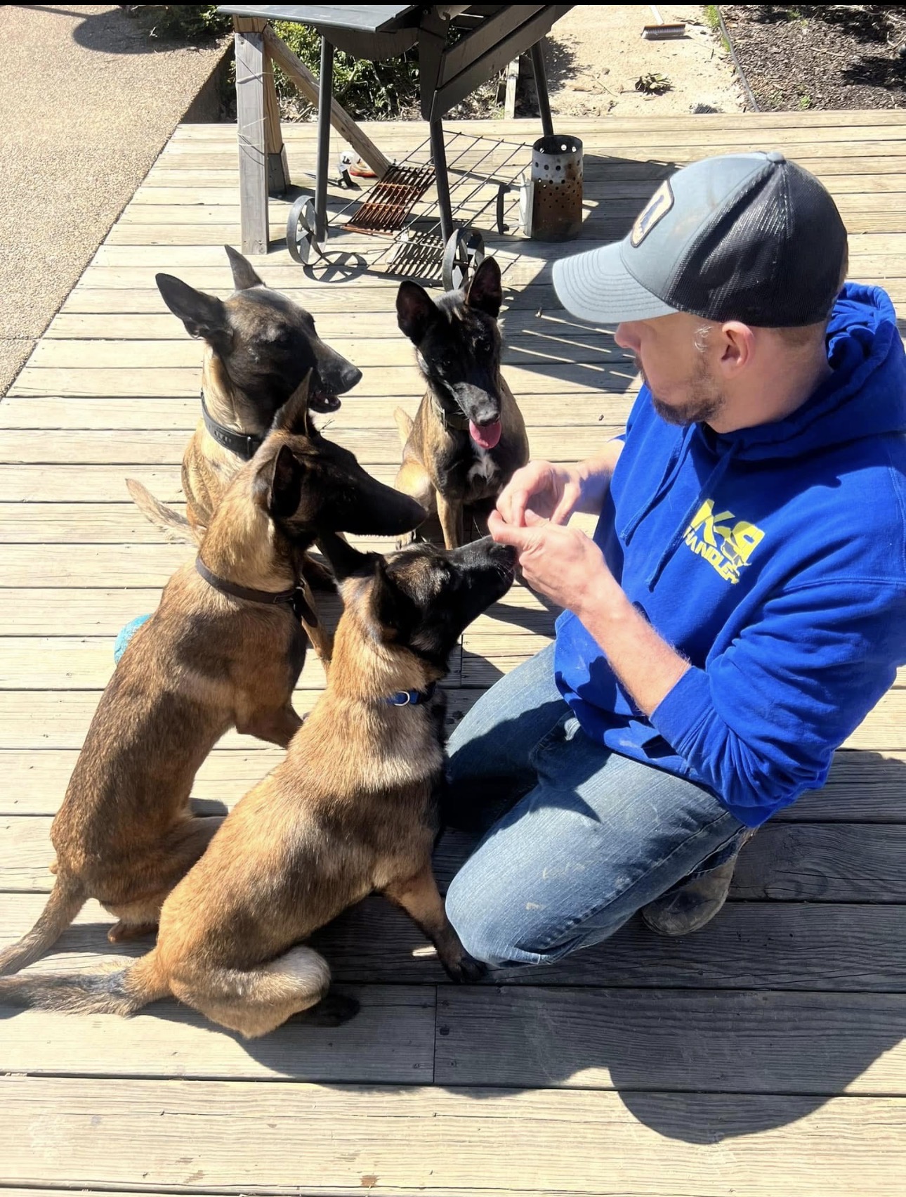 Trainer kneeling on a wooden deck while working with four Belgian Malinois puppies